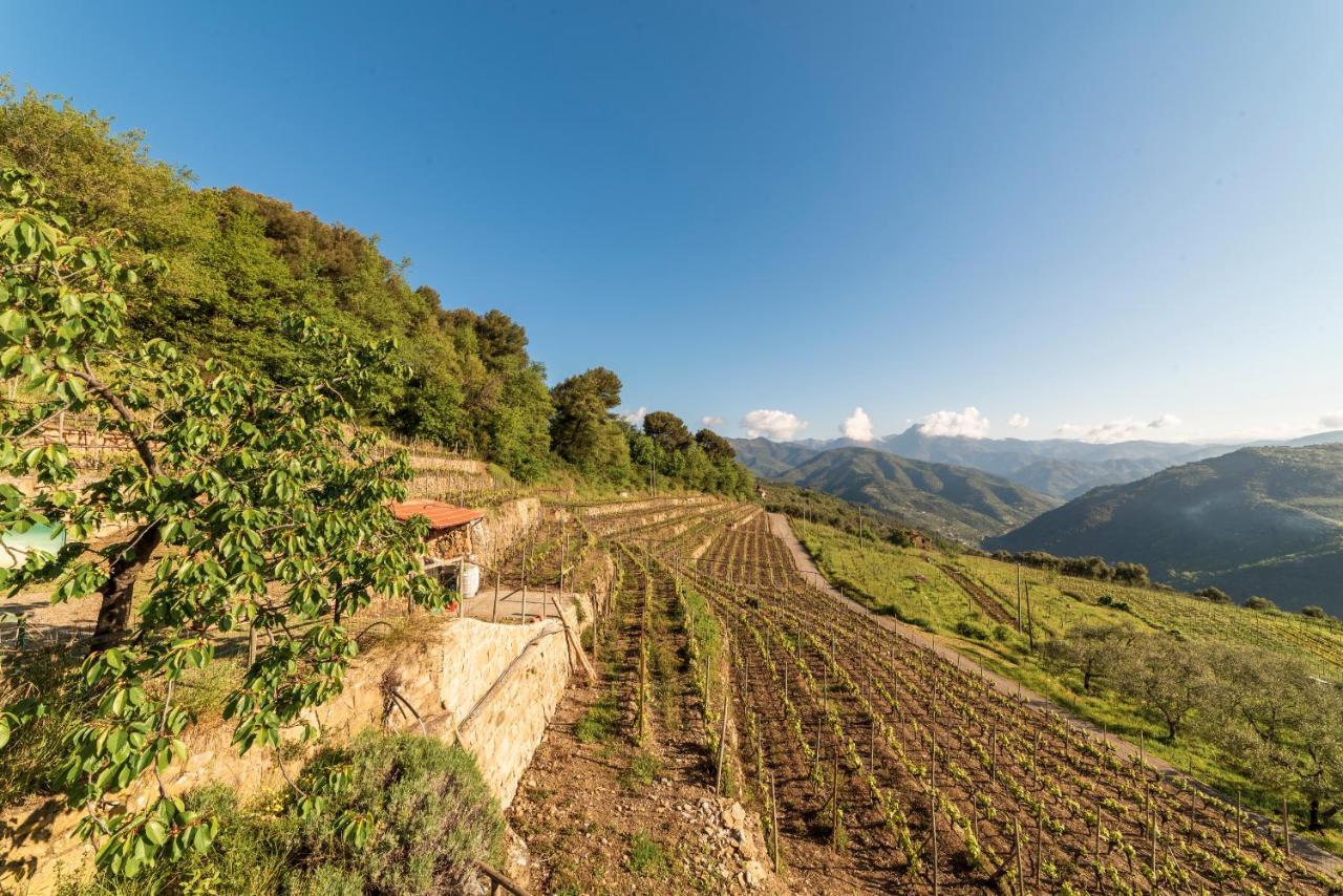 Casetta Mari Immersa In Un Vigneto Dolceacqua Buitenkant foto